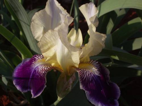 IRIS, Rafy