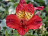 Inca Lily, RED ETHEL (Midi)