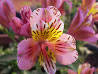 Inca Lily, SELINA (Tall)