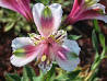 Inca Lily, DIANA (Medium)