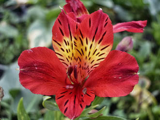 INCA LILY, Red Ethel