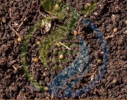 Vermicast