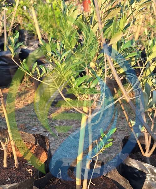 Arbequina Olive Tree