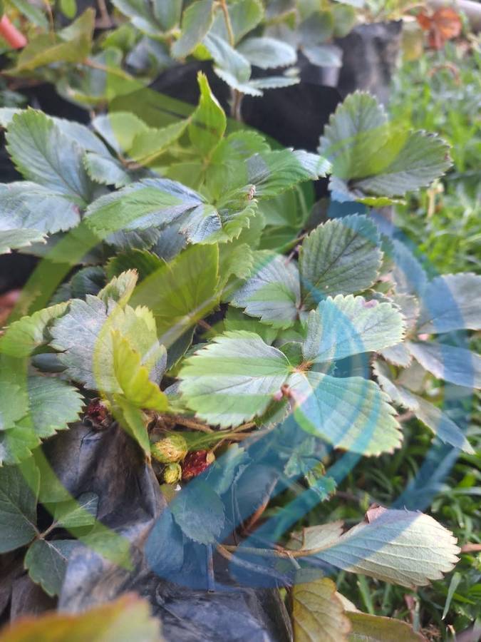 Jewel strawberry plant