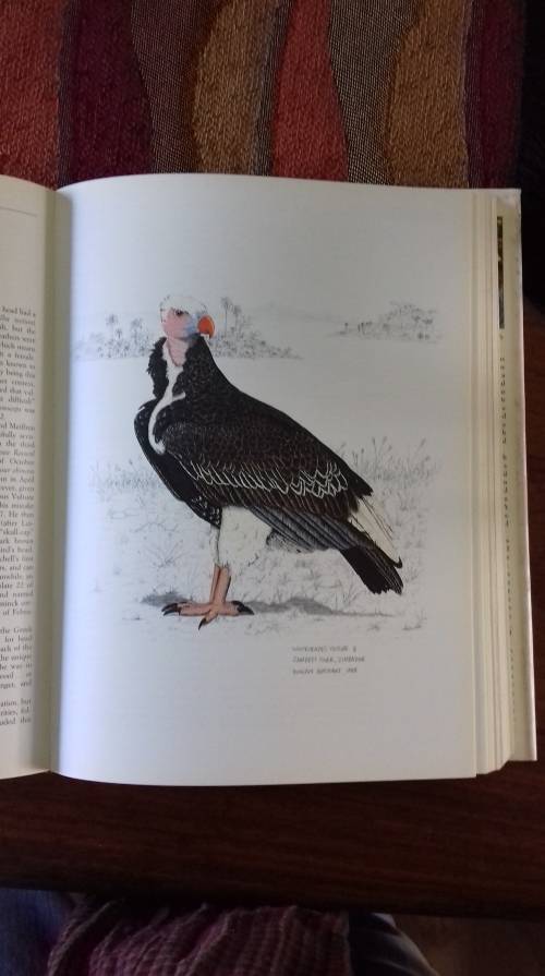 The Vultures of Africa