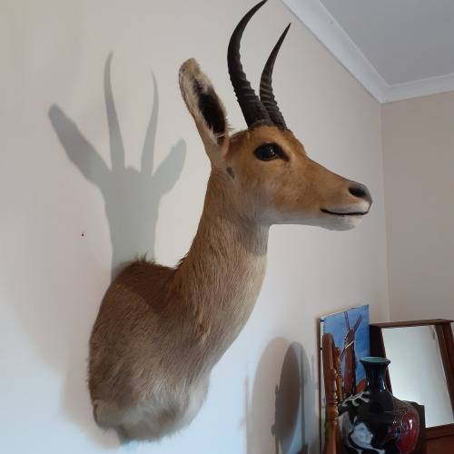 Mountain Reedbuck shoulder mount  - Trophy quality