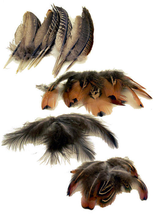 BIG LOT OF FEATHERS & QUILLS