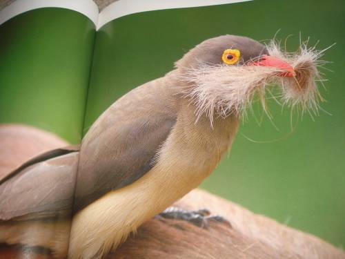 NO BETTER WORD THAN " STUNNING " A MUST HAVE COFFEE TABLE BOOK