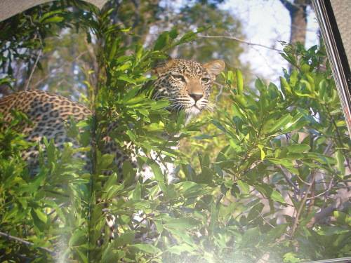 NO BETTER WORD THAN " STUNNING " A MUST HAVE COFFEE TABLE BOOK