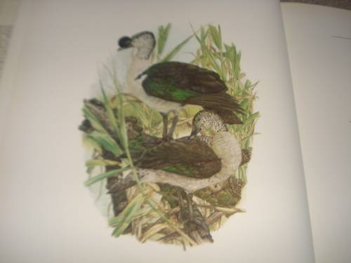 A BEAUTIFUL LIMITED EDITION HUGE COFFEE TABLE BOOK " DUCKS " A WONDERFUL GIFT !!!!