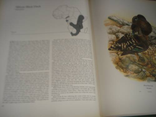 A BEAUTIFUL LIMITED EDITION HUGE COFFEE TABLE BOOK " DUCKS " A WONDERFUL GIFT !!!!