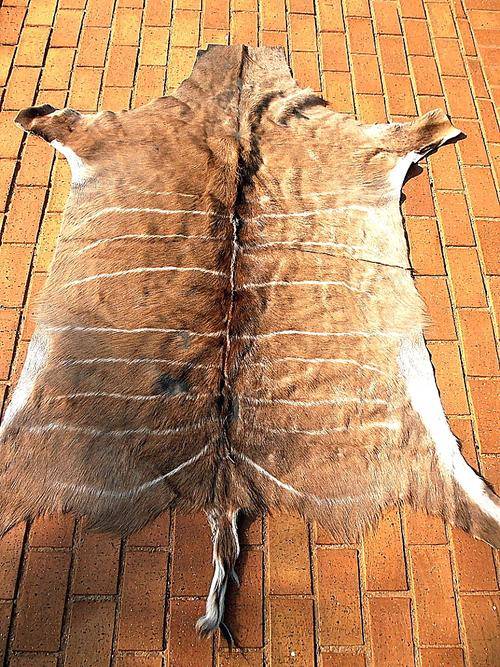 KUDU skin, 177 cm x  115 cm