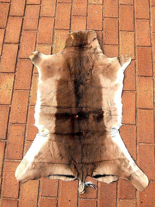 IMPALA skin, 100 cm x 55 cm