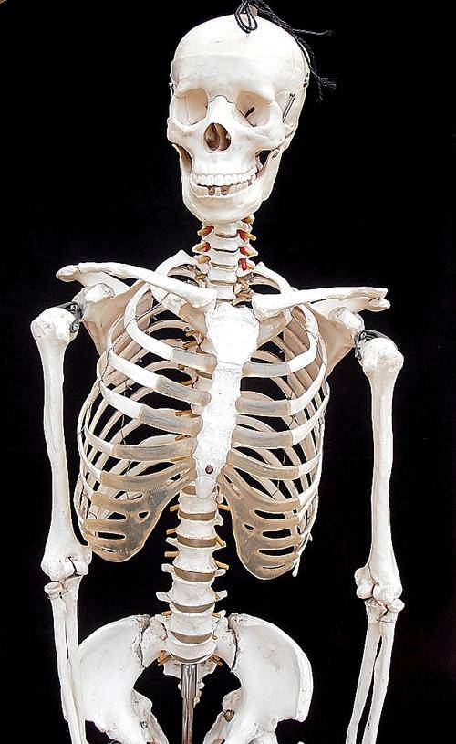 Life size educational human adult skeleton, molded resin, university, schools