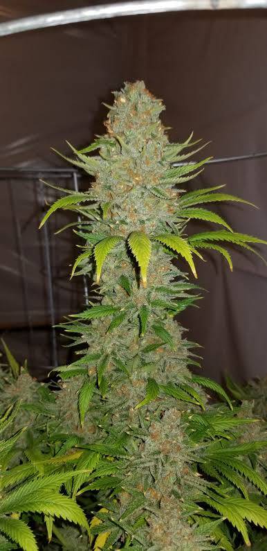 cannabis seeds
