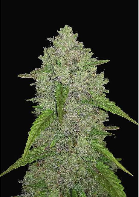 cannabis seeds