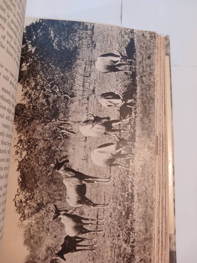 Sanctuary by C.S. Stokes, Hardcover 1946