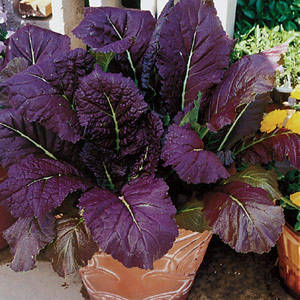 Mustard Red Giant