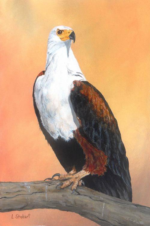 African Fish Eagle