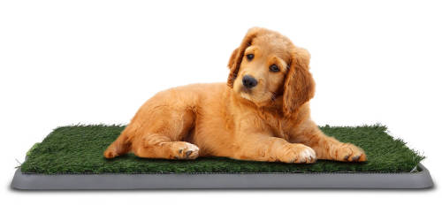 Dog Toilet - Large