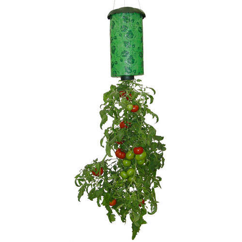 Tomato and Strawberry Growers