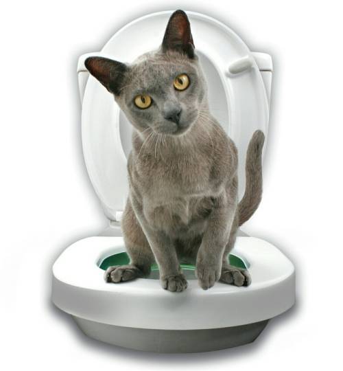 TOILET TRAIN YOUR CAT/EFFECTIVE IN 2-7 WEEKS