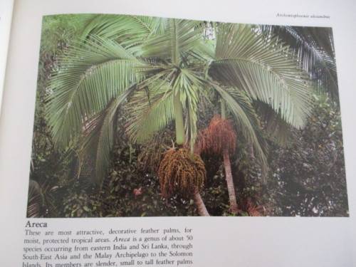 PALMS. Their cultivation, care and landscape use