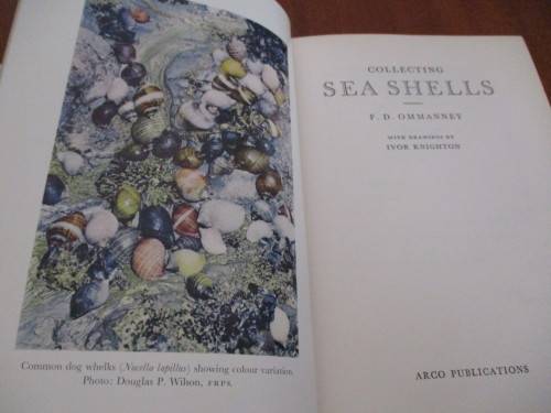 Collecting SEA SHELLS