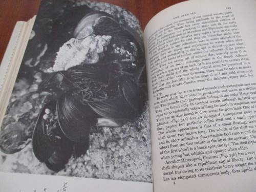 Collecting SEA SHELLS