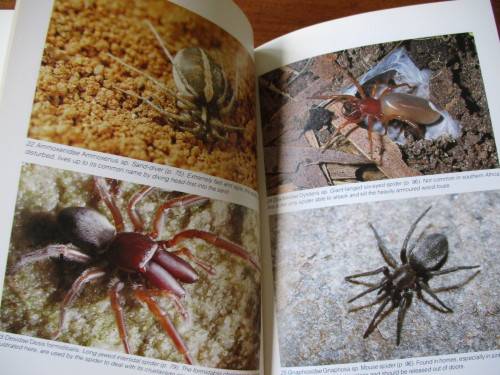 SOUTHERN AFRICA SPIDERS An Identification Guide Martin R. Filmer