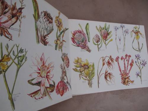 The Evergreen South African Diary - Susan Paramore Weyers
