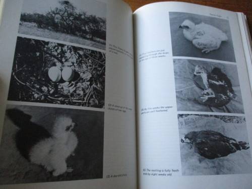 Peter Steyn. BIRDS OF PREY OF SOUTHERN AFRICA. Their Identification and Life Histories