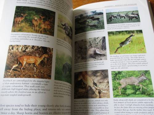 BEAT ABOUT THE BUSH - MAMMALS