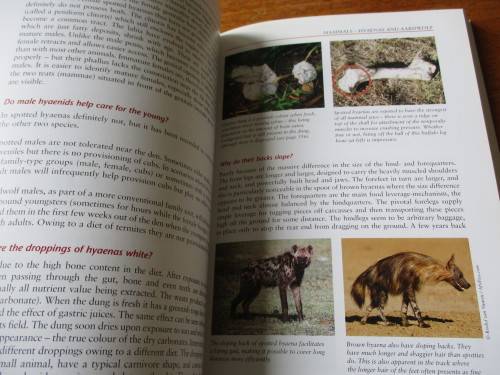 BEAT ABOUT THE BUSH - MAMMALS