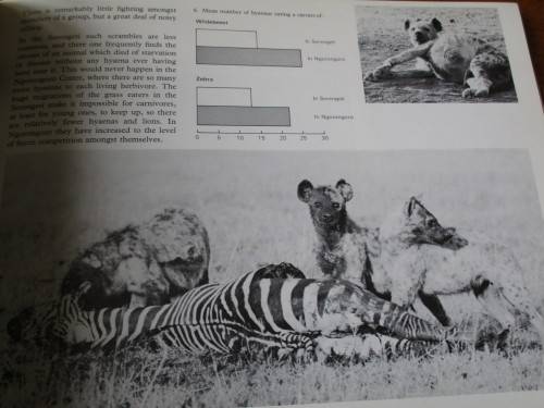 HYAENA. Hans Kruuk