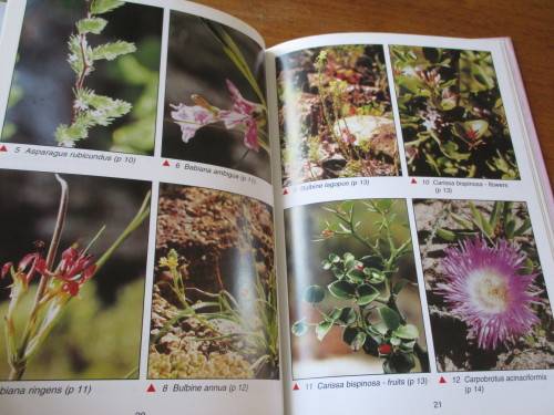 SIGNED. Medicinal and other uses of Southern Overberg Fynbos Plants