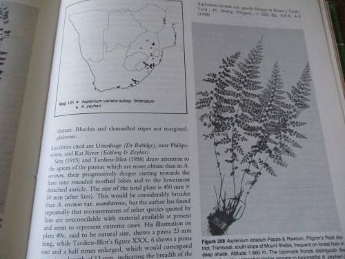 THE FERNS AND FERN ALLIES OF SOUTHERN AFRICA  JACOBSEN