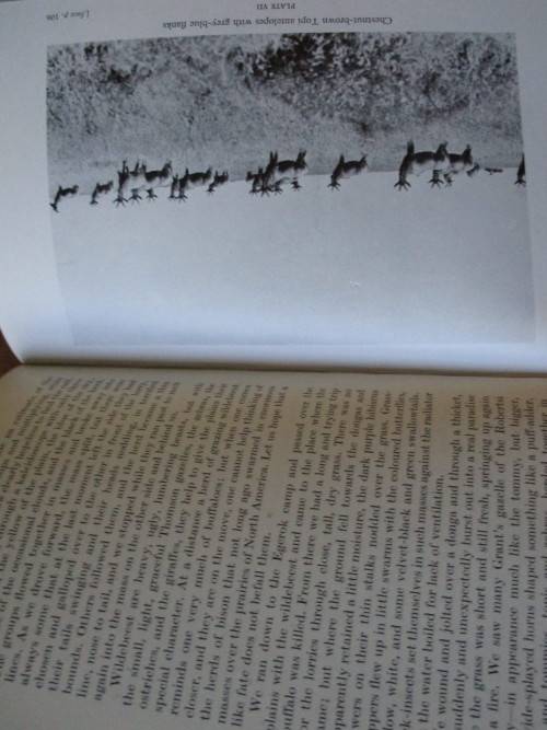 TANDALLA  A Danish game warden`s study of wild life, Kenya and Tanganyika Count G. Ahlefeldt Bille