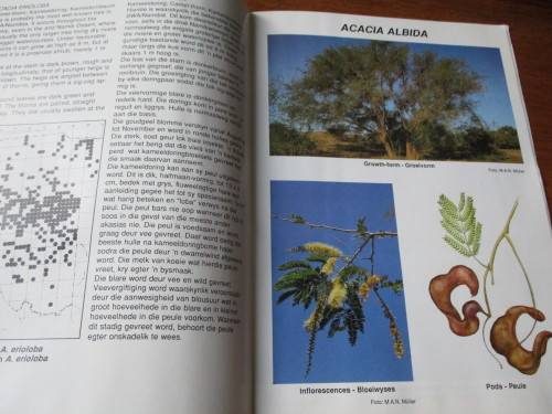ACACIAS  Tree of the year 1989 Die boom van die jaar