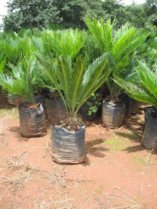 Broodbome (Cycads) 5L Large - Buyers market - Take advantage NOW!