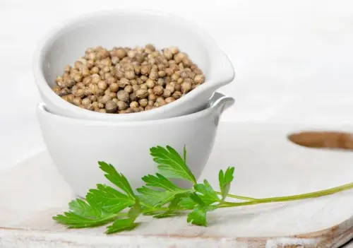 Coriander Cilantro Slowbolt - 35 Seeds