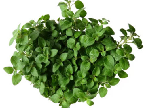 Oregano - Greek - 150 Seeds