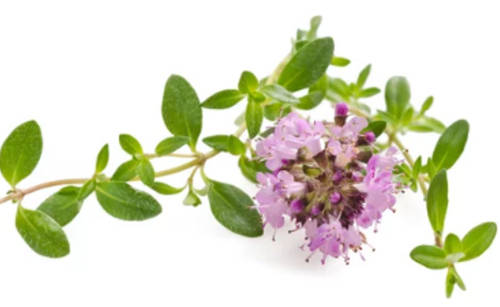 Oregano - Wild Marjoram - 150 Seeds