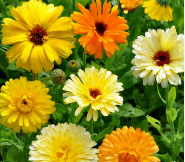 CALENDULA PACIFIC BEAUTY MIX - 40 Seeds