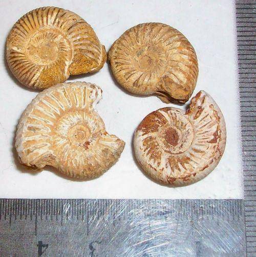 Fossil ammonites-cretaceaus-madagaskar-14g