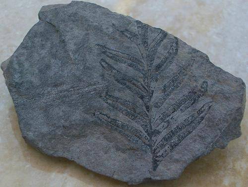 Fossil flora on slate-usa-33g