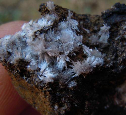 Kalahari manganese fields bultfonteinite crystals on matrix-south africa-13g