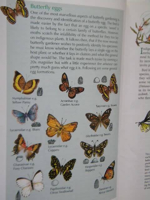 BUTTERFLY GARDENING IN SOUTH AFRICA  by Jill Reid