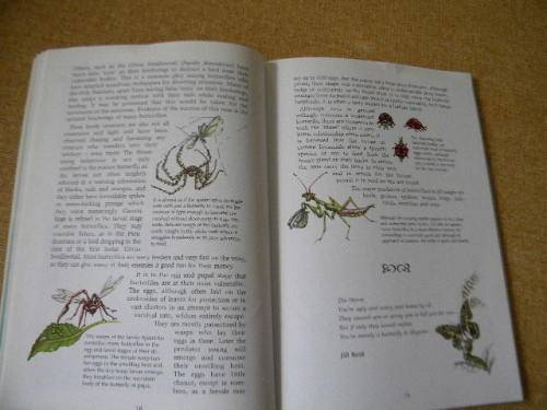 BUTTERFLY GARDENING IN SOUTH AFRICA  by Jill Reid