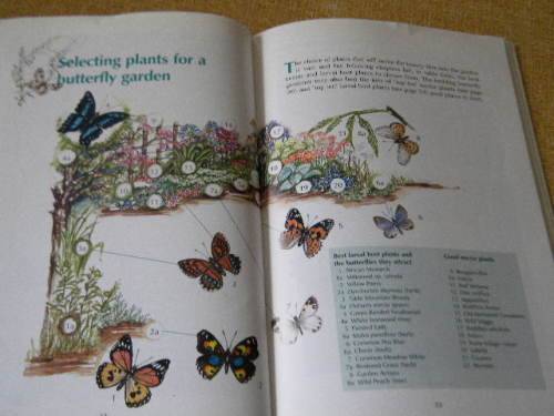 BUTTERFLY GARDENING IN SOUTH AFRICA  by Jill Reid